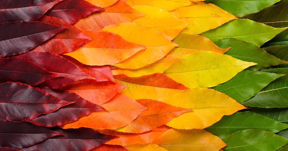 Leaf gradient transition from green to vibrant yellow and red leaves